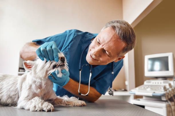 Best Emergency Dental Care for Broken or Chipped Teeth in Lakeport, CA